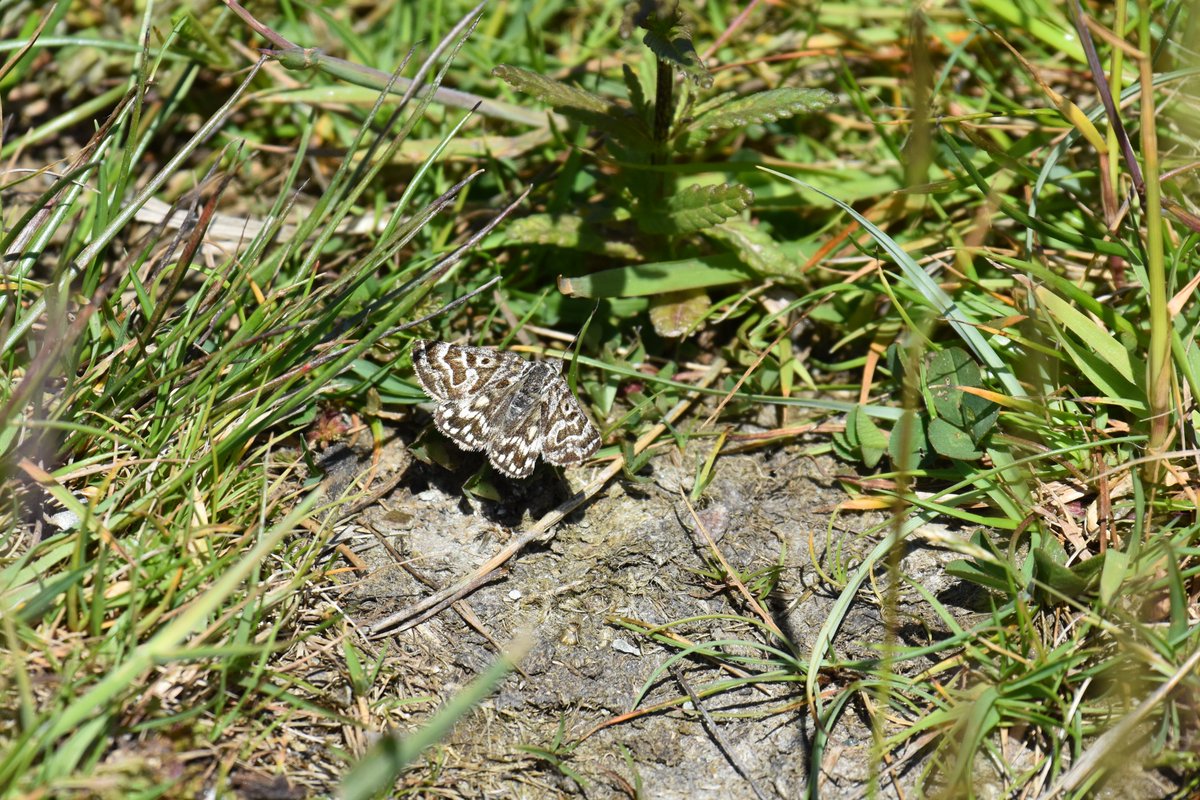 Whilst watching Marsh Fritillaries, as if not exciting enough, I noticed something fly out the corner of my eye, seeming pale, not white, a Mother Shipton moth; 1st time I've found one myself & ID it as well! Maybe 2 of them? #Bute @williamsjohn76
 @BC_SWScotland  @EdinburghNats