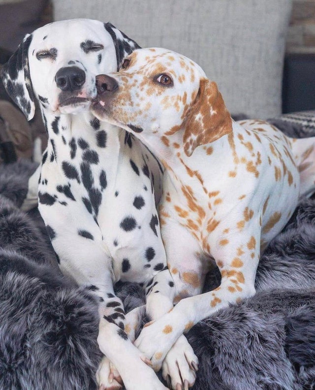 Necesito un 🐶 en mi vida tweet media