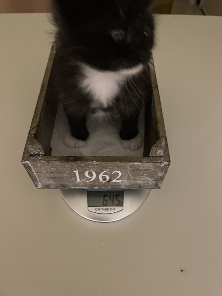 JanLLeutscher's tweet photo. Het ‘weegmoment’ van vandaag, 19 juni. Rambo weegt nu 645 gram. Een plus van 29 gram t.o.v. gisteren. Best veel, en dat verklaart mogelijk z’n ‘houding’ van vandaag. Fijne nacht, en tot morgen. #Rambo https://t.co/tb5ziIMjIm