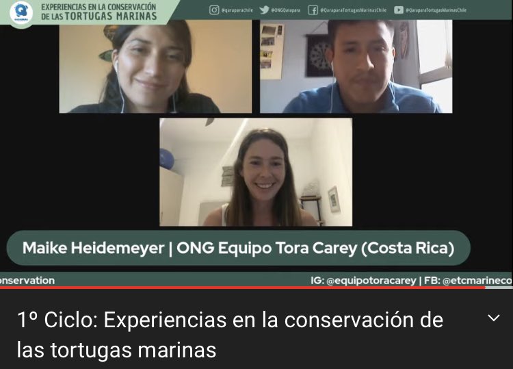 ONG QARAPARA Tortugas Marinas Chile tweet media