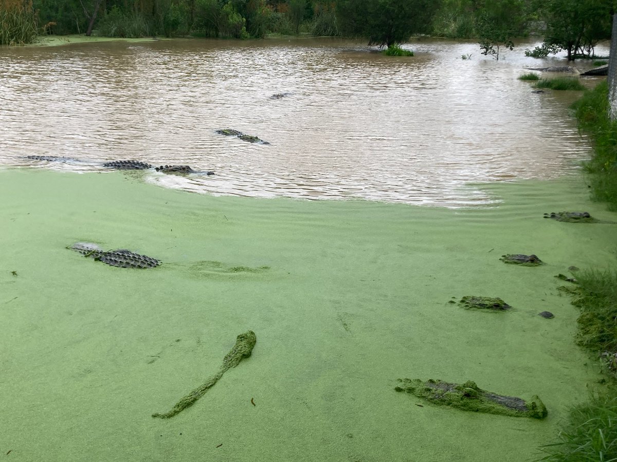 How many gators do you see?