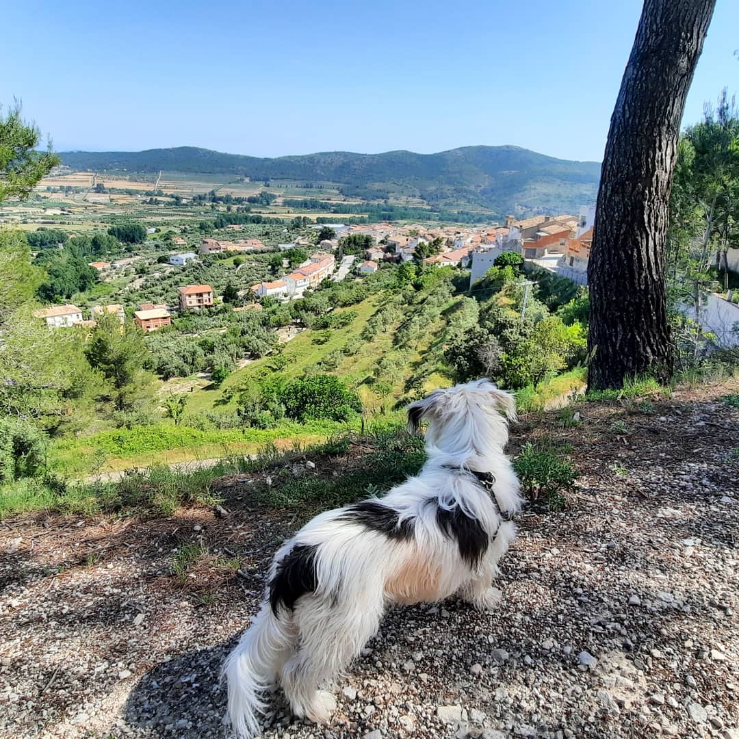 Jagger_2014's tweet photo. Hola amigos 🐄🐮🐖🦄🐭🦛🦏🦣

Aquí estoy visitando un pueblo muy bonito como es Agres 🏘 y haciendo la ruta circular de les Caves 🧊

¡¡Os lo recomiendo!!

#Alicante #senderismo #CrestadoChino #Westy https://t.co/EIdlcjxRlk