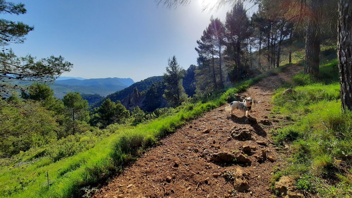 Jagger_2014's tweet photo. Hola amigos 🐄🐮🐖🦄🐭🦛🦏🦣

Aquí estoy visitando un pueblo muy bonito como es Agres 🏘 y haciendo la ruta circular de les Caves 🧊

¡¡Os lo recomiendo!!

#Alicante #senderismo #CrestadoChino #Westy https://t.co/EIdlcjxRlk