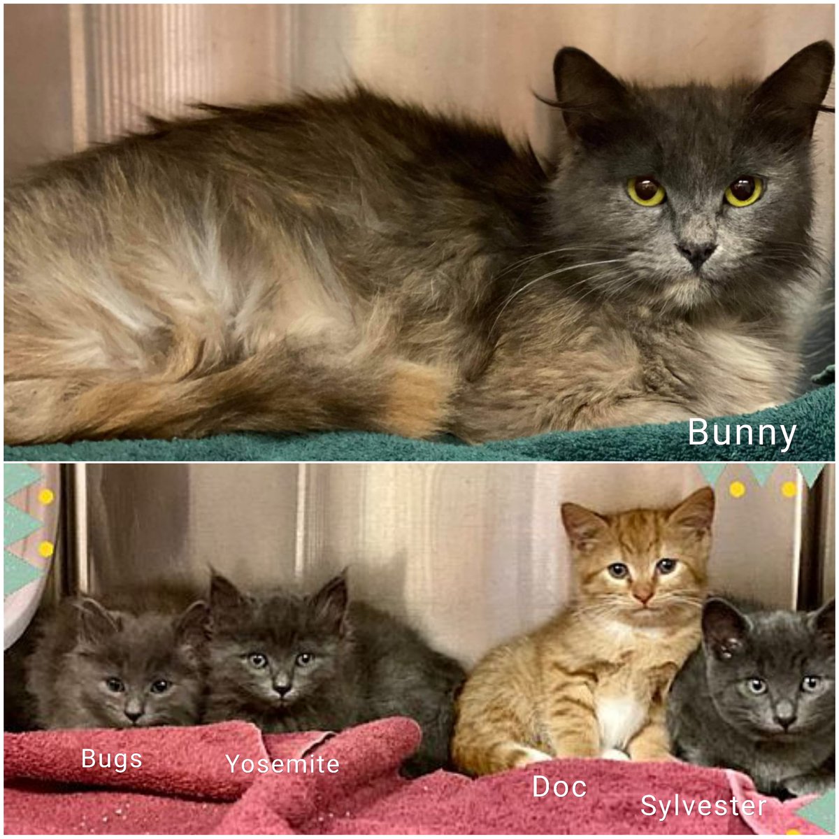 Lovely muted calico "Bunny" ID 629964 & 4 adorable kittens (all boys) Bugs ID 629943, Yosemite ID 629942, Doc ID 629941 & Sylvester ID 629940 need adoption/rescue! Phone to arrange a meet at (770) 499-4136 or online (link below)! Pledge for rescue! URGENT!
https://t.co/6oWv3aQjA2 https://t.co/L4bnTsJtHt