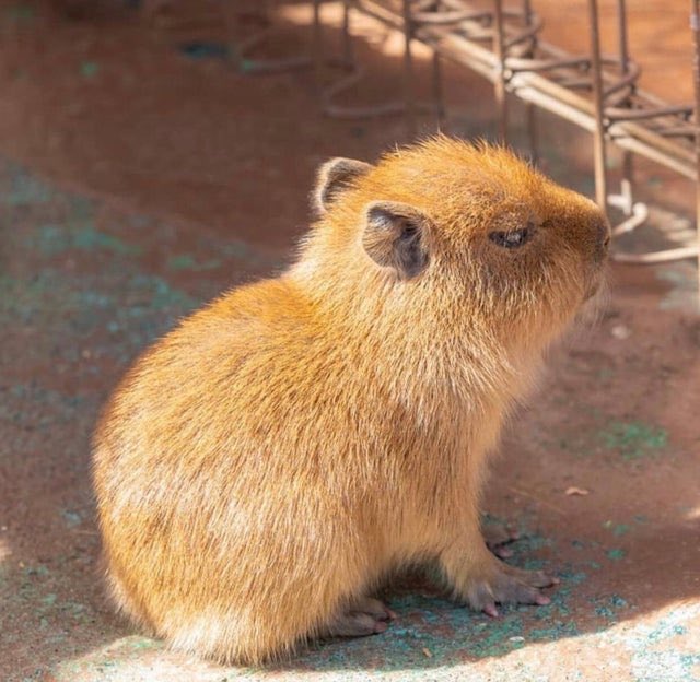 CAPYBARA_MAN's tweet image. no talk me, i angy