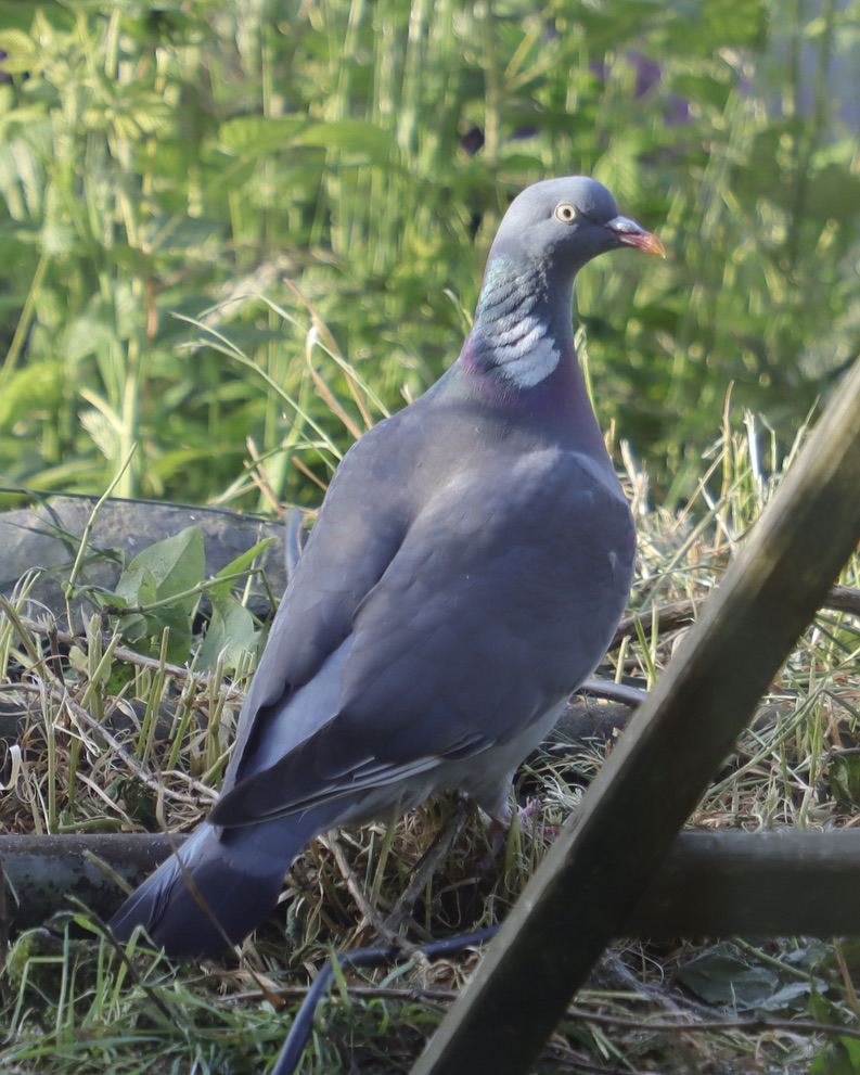 Irsett52 tweet picture