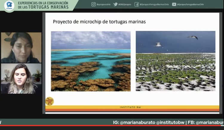 ONG QARAPARA Tortugas Marinas Chile tweet media