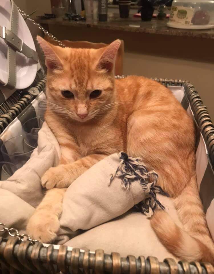 Please keep our Ari boy in your thoughts and Northcliff, Randburg people please keep an eye out for him. He went missing yesterday. Our hearts are shattered💔