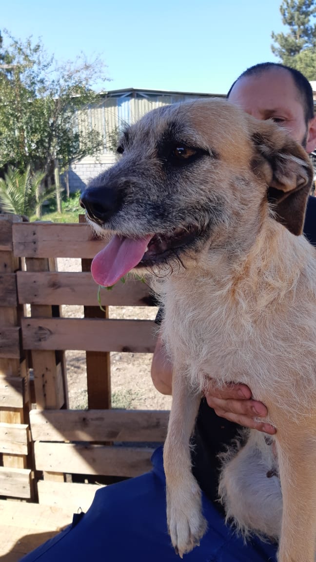 Chicos la mami es Linsi y junto a ella,aún quedan 3 de sus hijos buscando hogar, se encuentran en La Pintana , ellos con 7 meses de amor tamaño cocker, ella de dos a 3 años, tamaño poodle. Necesito comprar dos sacos de alimento $19500 cada uno, te pido RT 🙏 y apoyo , datos xdm