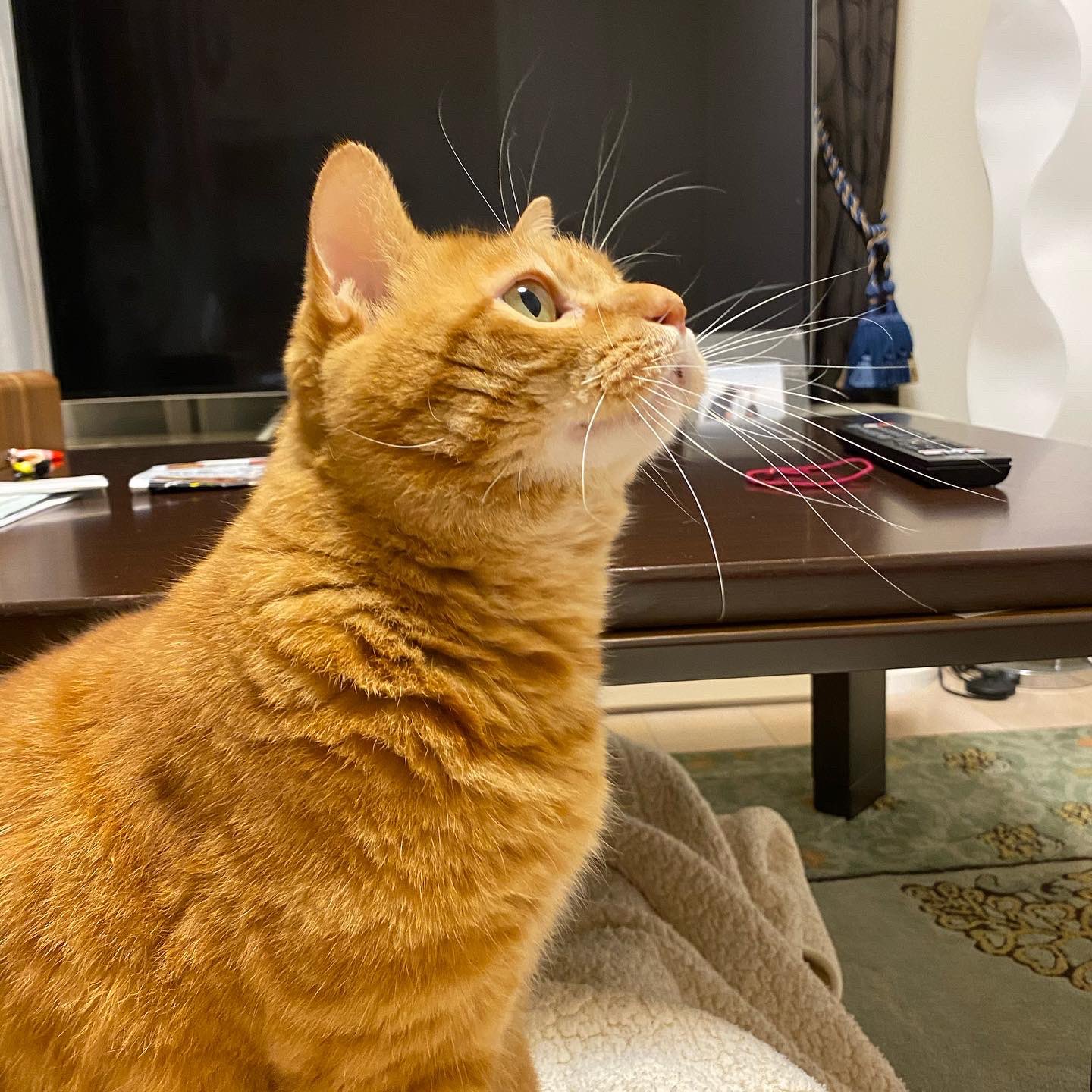 猫のヒゲ Twitter Search Twitter