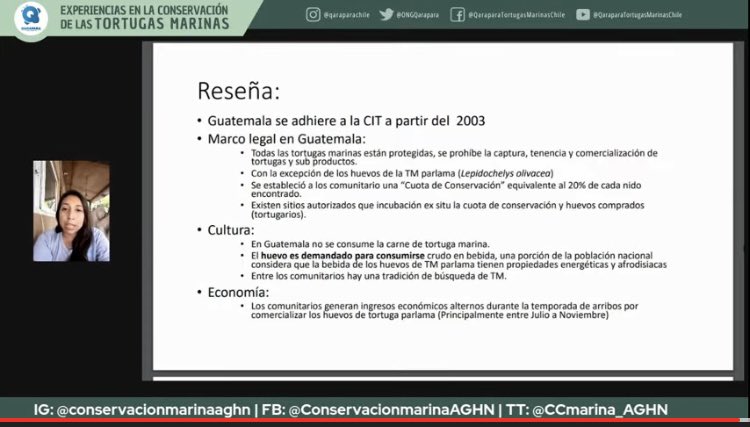 ONG QARAPARA Tortugas Marinas Chile tweet media