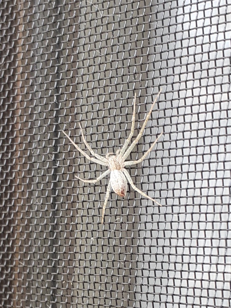 白い蜘蛛 #金運アップ #仕事運アップ #家庭運アップ #トラブル回避