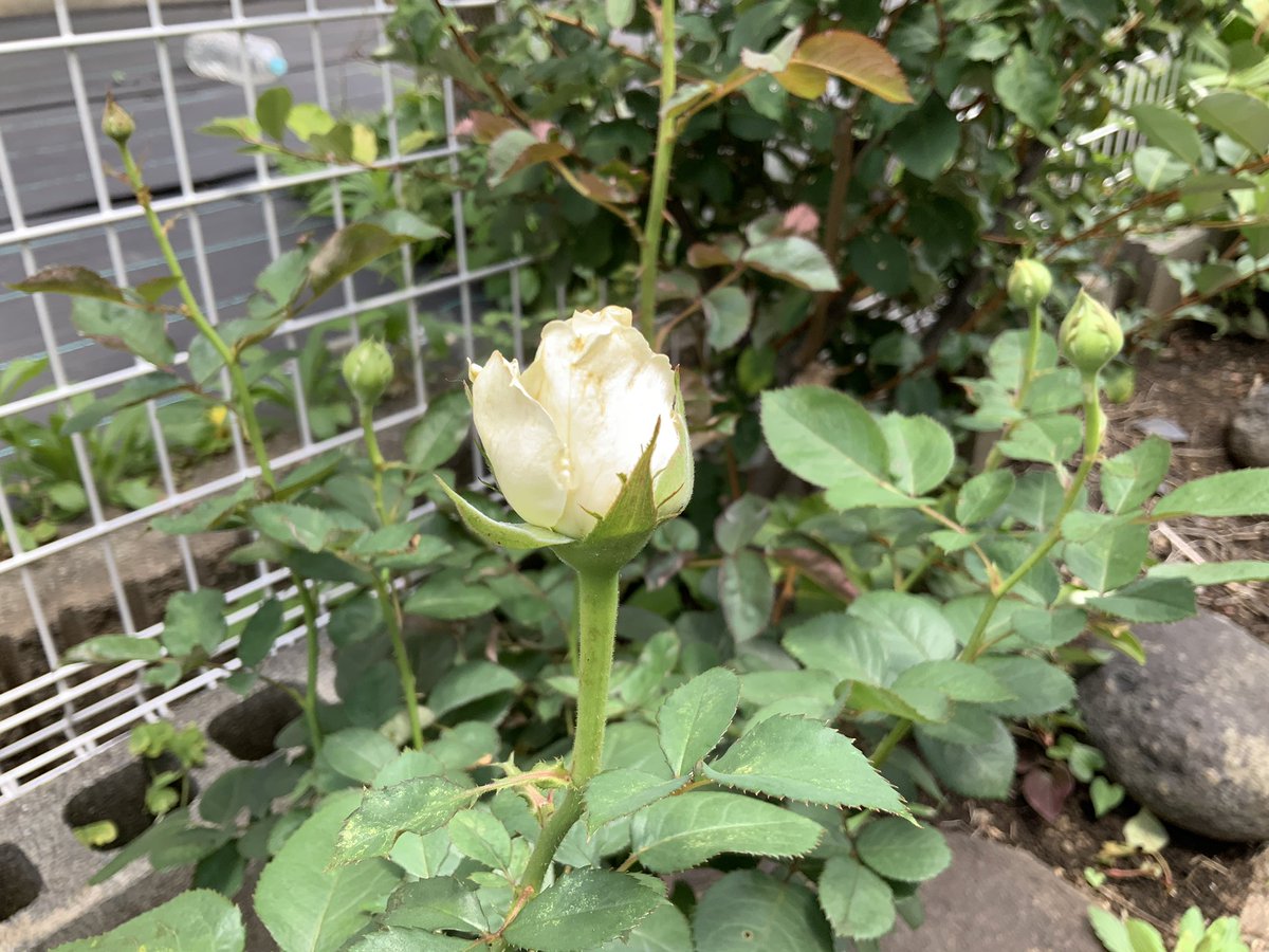 ろほる スピ実生 Pa Twitter バラ ゾウムシの被害 葉っぱの先がチリチリになる 蕾に穴が開く １つ蕾ダメにされました 殺虫剤サボってたからね バラってやることが多くて大変