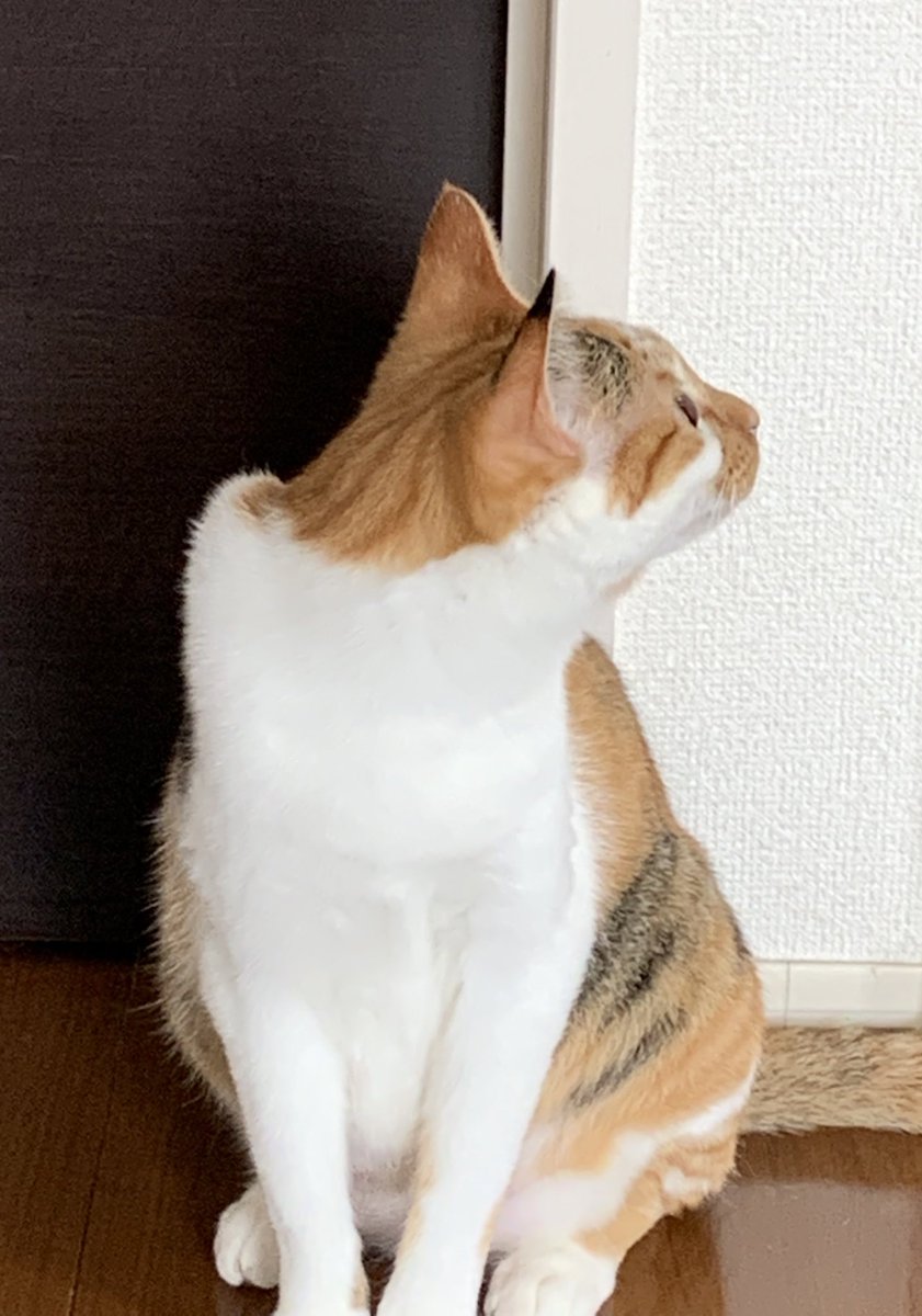 三毛猫みれい 元野良猫 家猫なりかけ あの 今作ってるご飯はわたしのですよね 今ご飯食べたばかりなのに キッチンで何かしているとご飯もらえると待ち構える食いしん坊の猫がこちらです