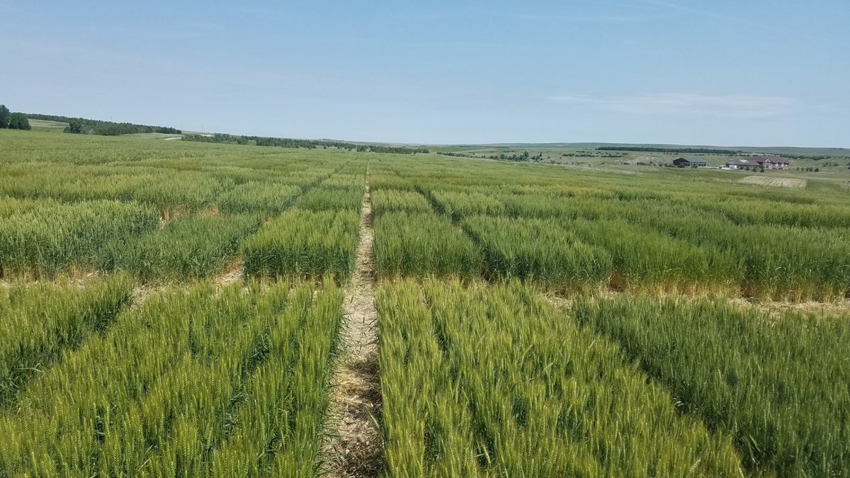 WheatInnovation's tweet photo. Winter wheat resilience even under drought. Early May frost in SD hit some lines very hard but most of them sprung back well at Winner, SD. Grow winter wheat. #AgSustainability #NoTillWorks #FallMoisture #GroundCover @SDSHCoalition @wheatsd @SDStateCAFES https://t.co/6pAjp8hdB5