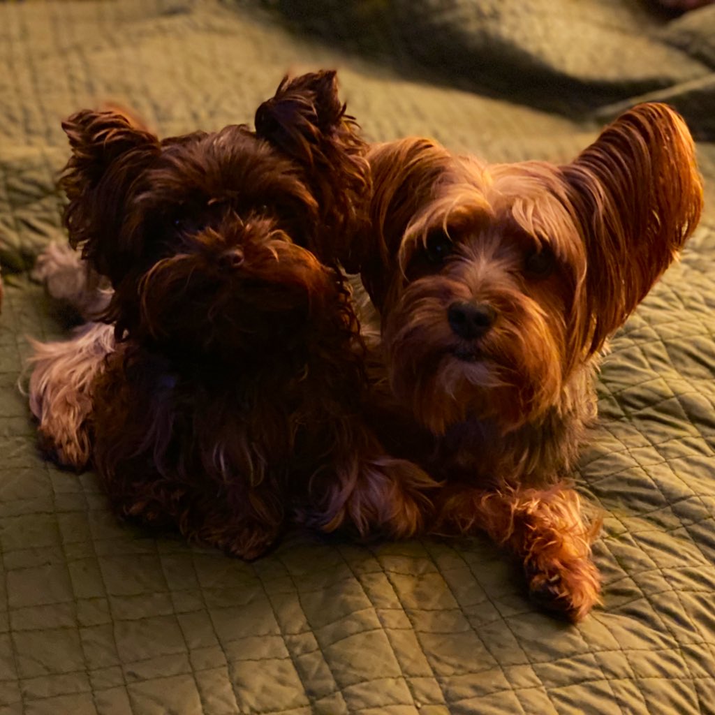 EBJones775's tweet photo. Stormy might be better at holding both ears up than Bentley is, but she loves her big brother too much to say anything!  #EarsToVets https://t.co/olnCWyiCLM