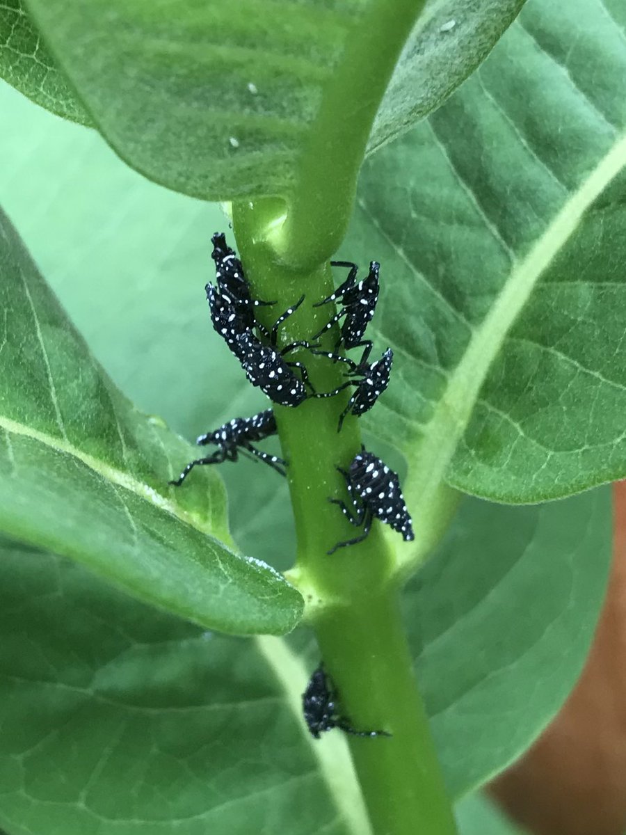 In prior years, my milkweed plants hosted milkweed bugs, milkweed beetles, oleander aphids, tussock moths but no monarch larvae. Spotted Lanternfly are the year’s surprise addition to the list. Will ingestion of the cardiac glycosides harm, help, or have no impact on the  nymphs?