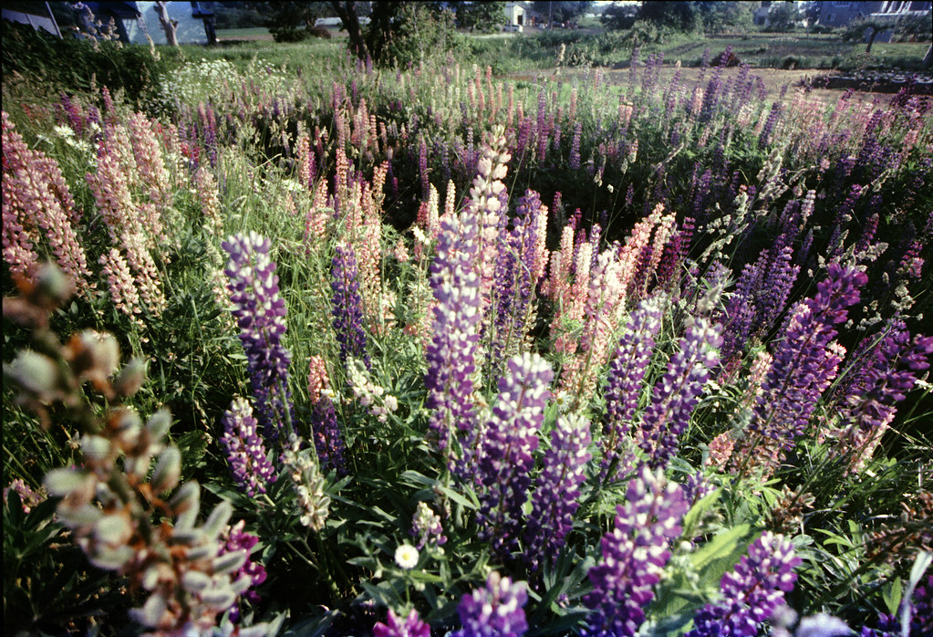 ルピナス Twitter Search