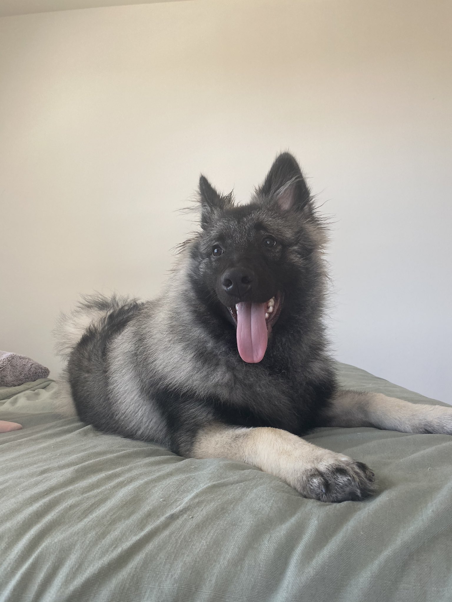 Keeshond husky cheap mix