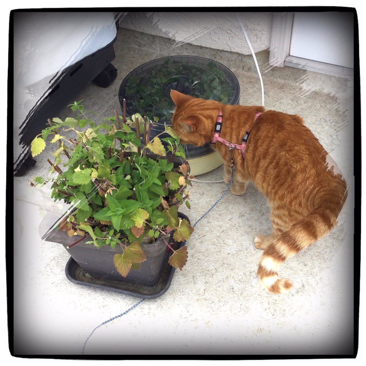 montymiff's tweet photo. #PrincessPenny supervising the catnip drying in the herb dryer.
#Caturday #CatsOfTwitter https://t.co/ea2oskaE9P