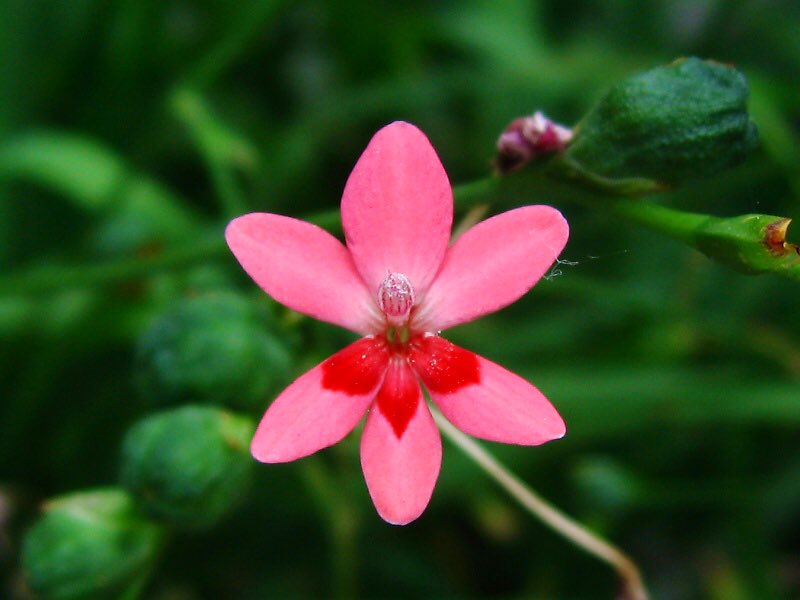 もも おはようございます 6 誕生花 ヒメヒオウギ 花言葉 良い知らせ 別名アノマテカ 秋蒔き で翌春に鮮やかなピンクの花が咲き 下側の花弁3枚に斑紋があるのが特徴です 花が終わるとちょうど今頃ザクロの種のような光沢のある赤い種ができます もも おはようございます 6 誕生花 ヒメヒオウギ 花言葉 良い知らせ 別名アノマテカ 秋蒔き で翌春に鮮やかなピンクの花が咲き 下側の花弁3枚に斑紋があるのが特徴です 花が終わるとちょうど今頃ザクロの種のような光沢のある赤い種ができます