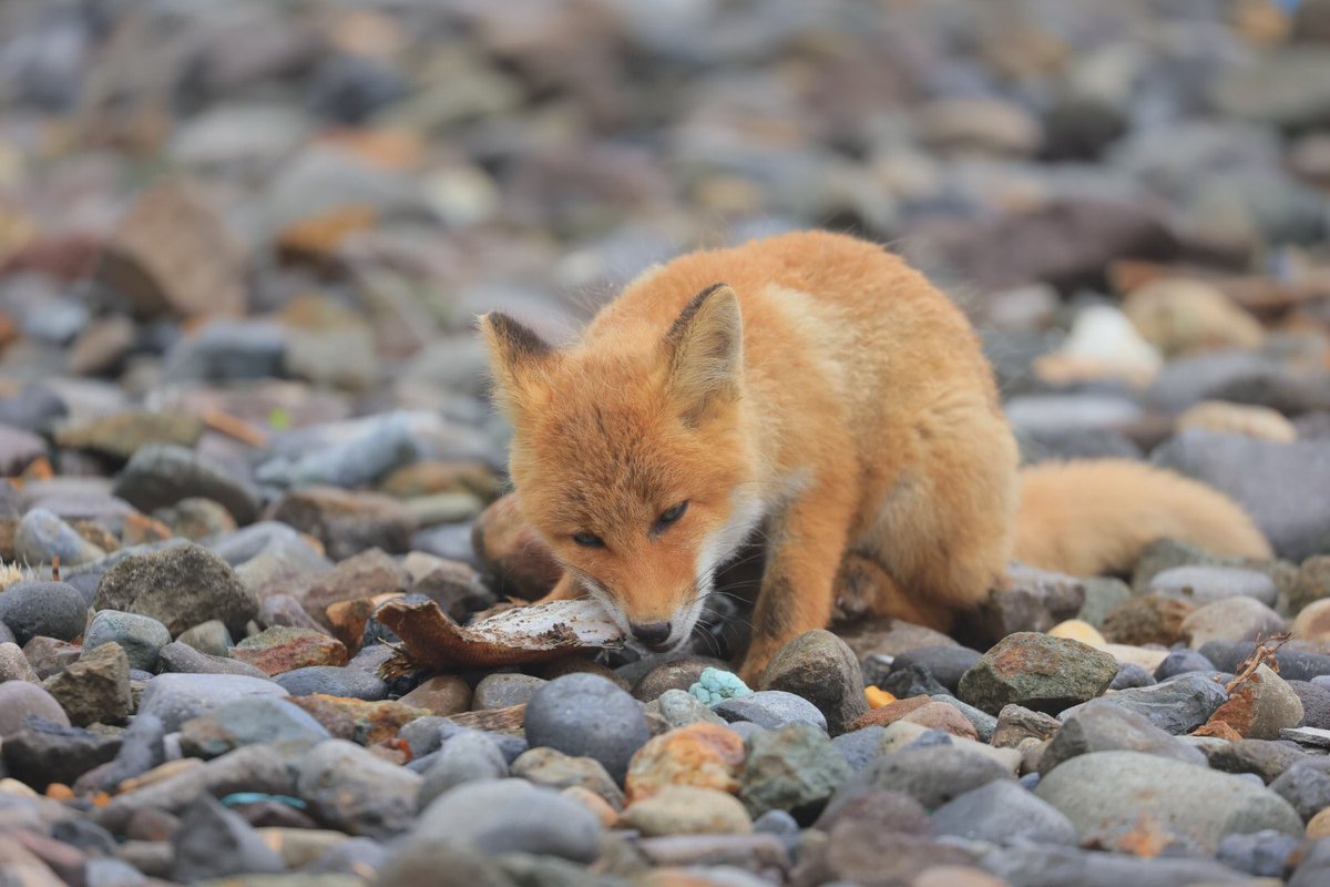 キツネ Twitter Search