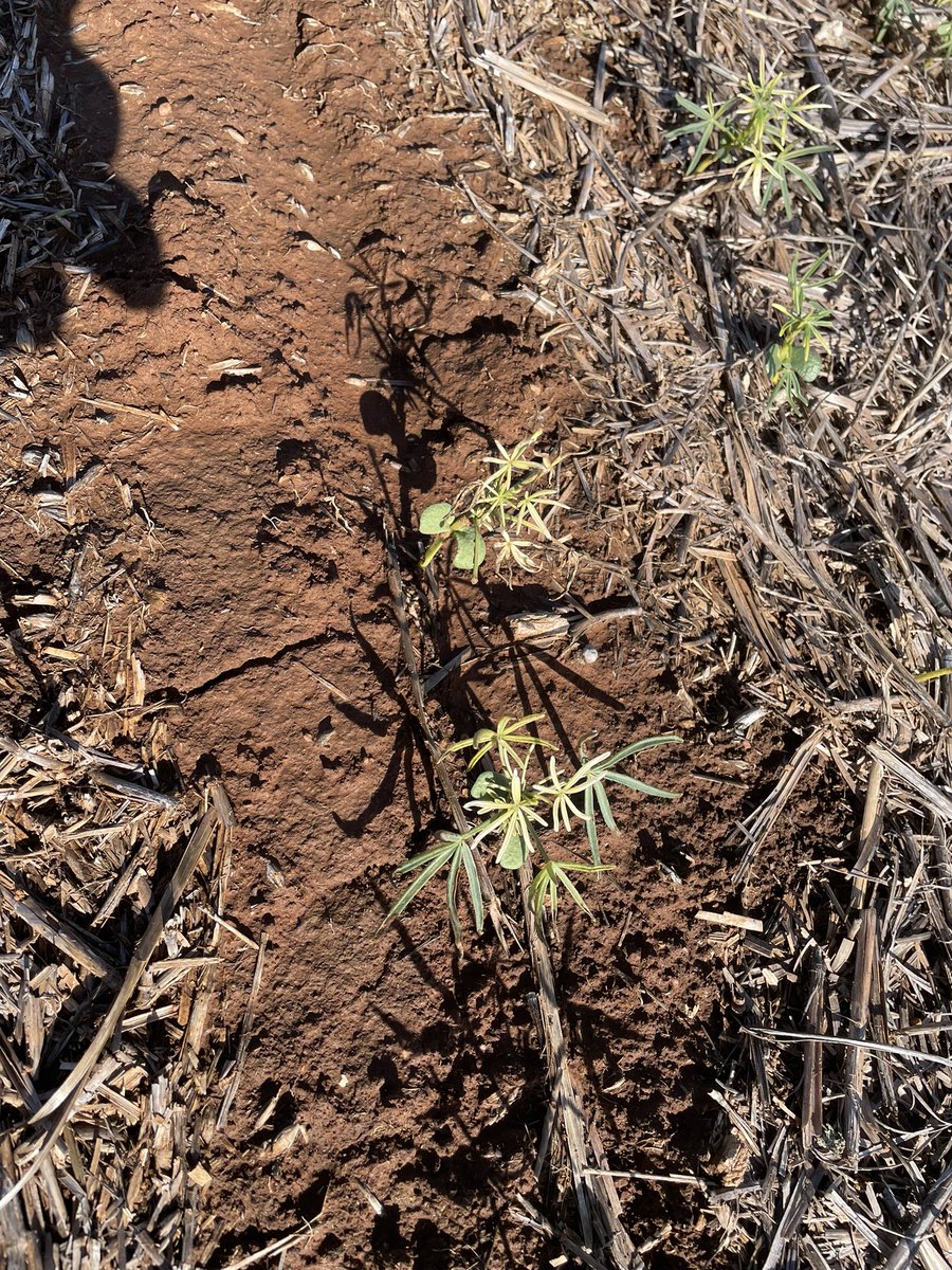 pj_stormy's tweet photo. Lupin damage apparently to overwatch. Damage is the result of how much moves off target (drift) and how sensitive are Lupins. Section in registration submission ‘risk to off target plants’. No mention of Lupins. https://t.co/AjXkC6iYI9