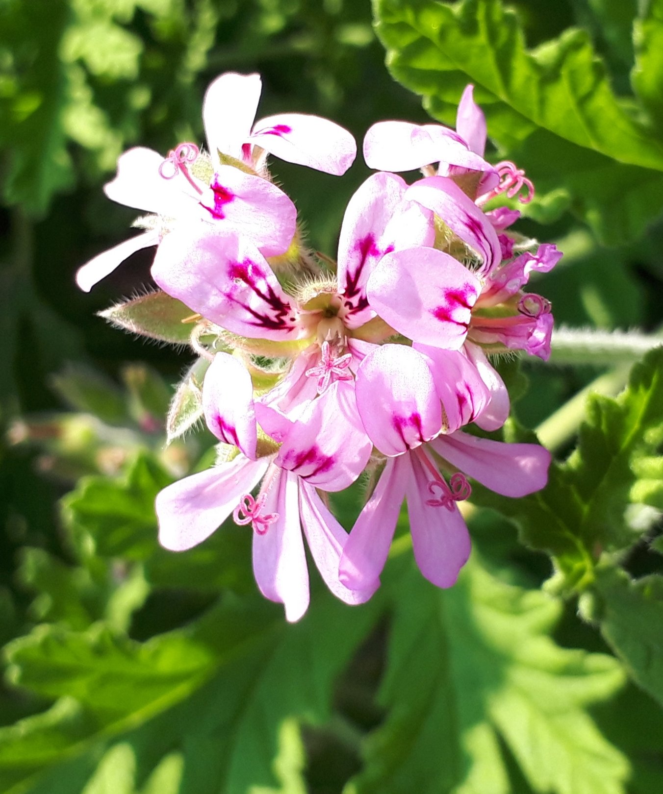 ちこり 産地直送 Fwf I Mﾁｺﾘﾝ おはよう ˊᵕˋ ﾉ キクバテンジクアオイ 別名 ローズゼラニウム 美しいわね 花言葉 恋わずらい 良い日曜日をね ஐ センテッドゼラニウム 菊葉天竺葵 花言葉 花写真 メルヘン同盟