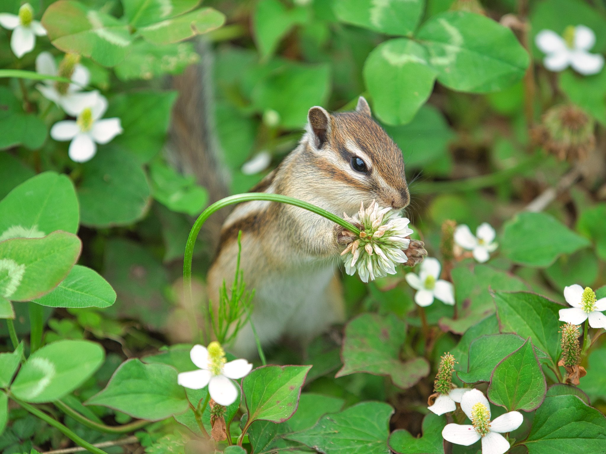 ぐりーん げっ歯類と暮らす 白い花とリス シマリス りすの家 ファインダー越しの私の世界 T Co 7maxyrqau7 Twitter