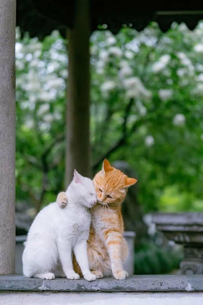 世界中の動物と人々が 幸あらんことを願う على تويتر 今日も とぉちゃんとかぁちゃんが仲良く過ごせますように 2011 06 20 父の日 世界中の動物と人々が 幸あらんことを願う على تويتر 今日も とぉちゃんとかぁちゃんが仲良く過ごせますように 2011 06 20 父の日