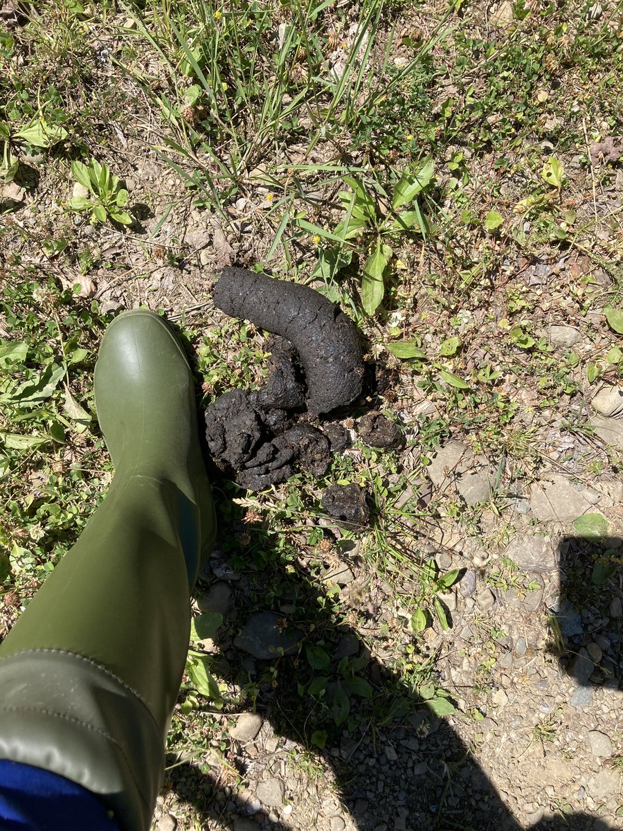 marcella_baiz's tweet photo. Calling all mammal scat enthusiastsβI need help IDβing #whosepoo this is. Encountered in Centerville, PA (on a mission to collect bird poo, coincidentally). I am thinking black bear? Size 8 boot for reference. https://t.co/oZ0x1xr9e4