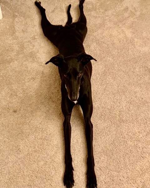 GaltxOrg's tweet photo. Rees is a petite girl who imitates frogs in her spare time. She is adoptable! https://t.co/hZi6ySwAtj #Greyhounds #FrogDogs https://t.co/qjnioteOr6