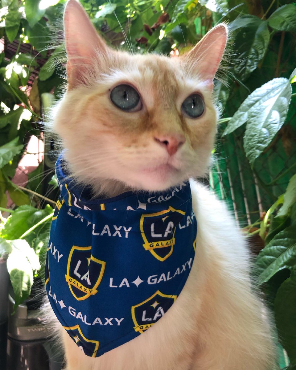 Cinds_91's tweet photo. Game Day! 💙🤍💛
@lagalaxy @LAGalaxy_Es #LAGALAXY
IG: @chele_el_gato https://t.co/EQ2uz4KeOc
