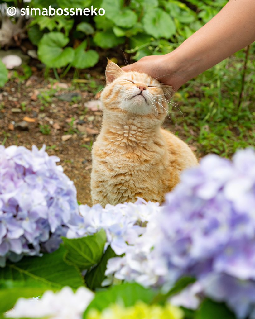 Simabossneko 気持ちいい朝 紫陽花の前でいいお顔 Pleasant Morning Sachi Had A Nice Face In Front Of The Hydrangea 朝 紫陽花 猫 猫写真