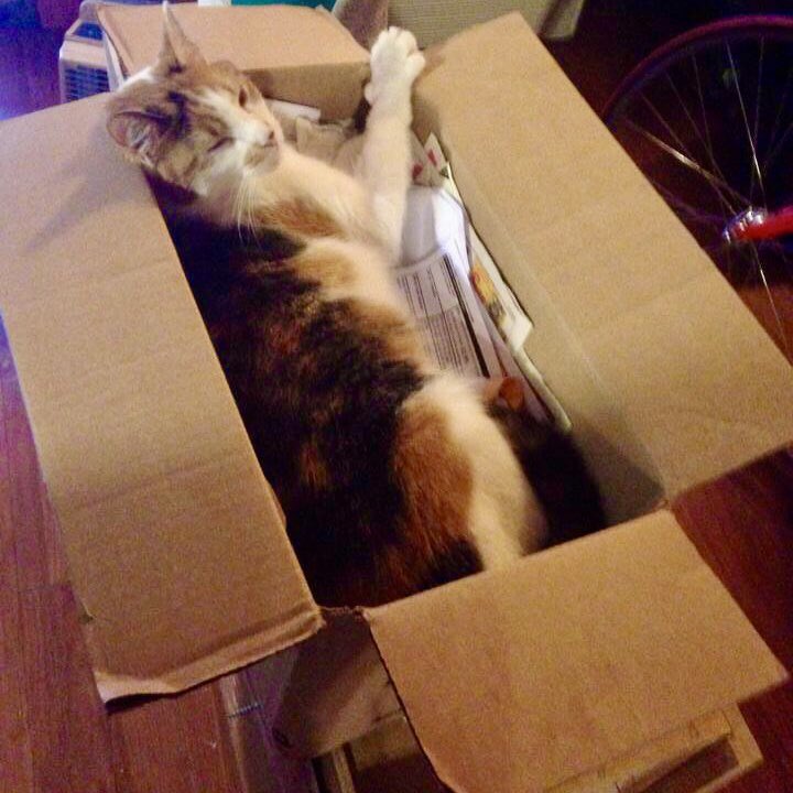 Albacore: Did you know today is International BOX Day? Why was it started? “It shows us that you can entertain cats with very little as well as showing that boxes can be beneficial to a cat’s well being.” A holiday celebrating CATS and their love for cardboard BOXES! #acrocats