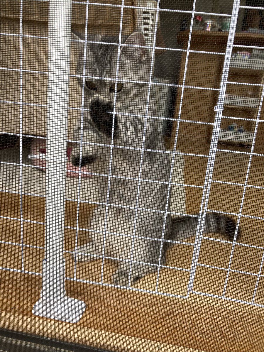 これまで気軽にイタズラできてた網戸の前に、突っ張りポールとハンガーネットで出来た障害物が出現し、今後の作業工程を思案しているミトさん