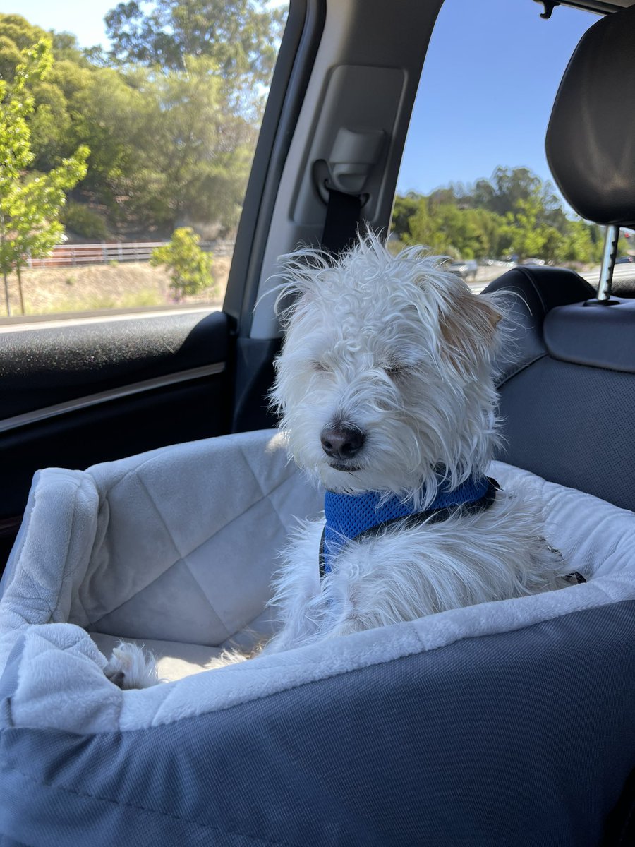 gillpotter's tweet photo. @romyreiner Nipsey says hi https://t.co/0ltDUWsxFl
