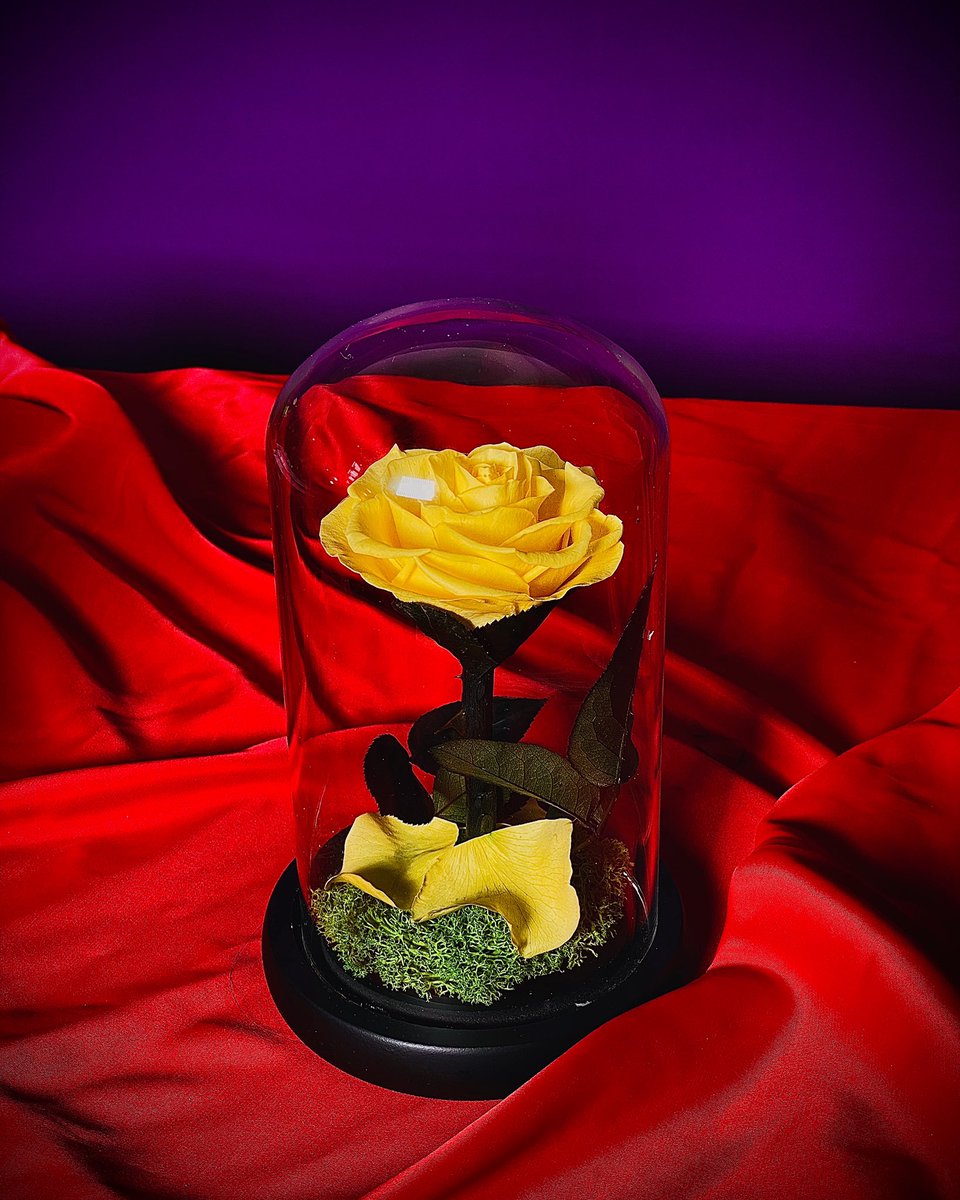 rossahutt's tweet photo. Enchanted Rose! https://t.co/d3JYsfix0w