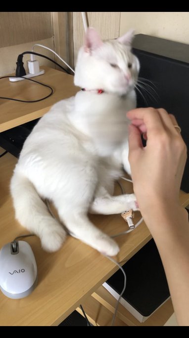 早すぎて見えないネコチャンのおてて 