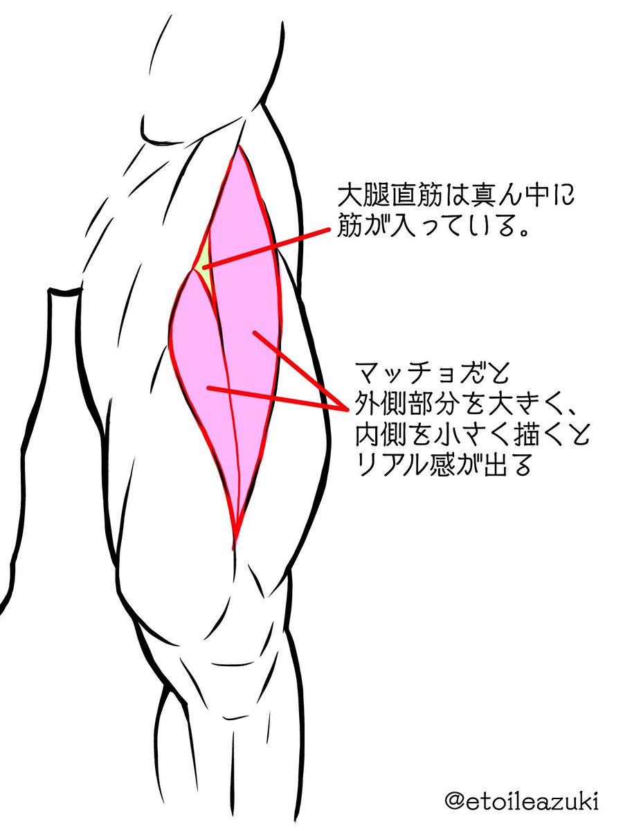 Twitter筋肉の描き方シリーズ 下半身の筋肉 筋肉のイラスト制作のことなら 筋肉イラスト製作所