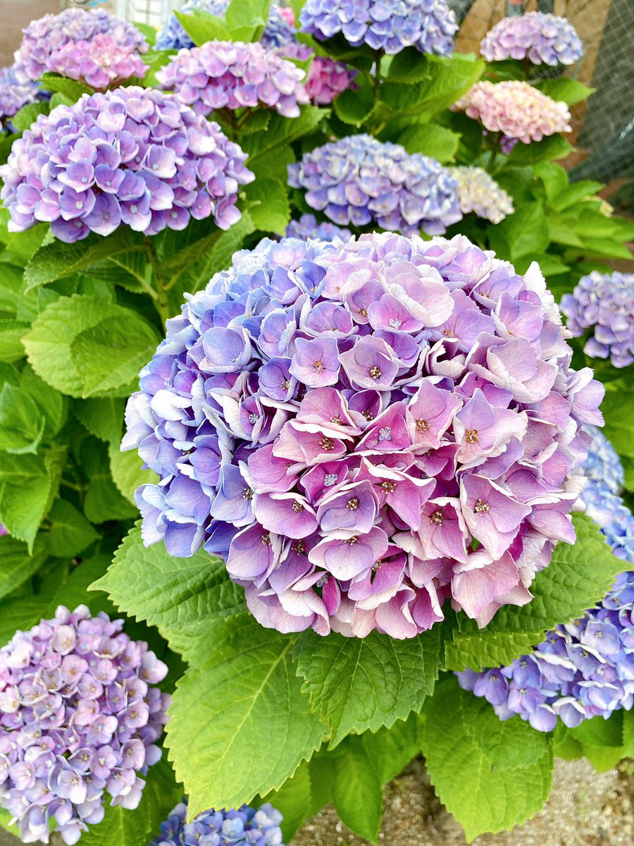 かある Snsで 紫陽花に乗ってる文鳥の写真をいくつか見た え 紫陽花は種類にもよるらしいけれど毒あるよー 葉っぱ 茎 花どこにでも毒が含まれてるから危険だよー 室内で生ける場合も動物が口に含まないように気をつけようねー