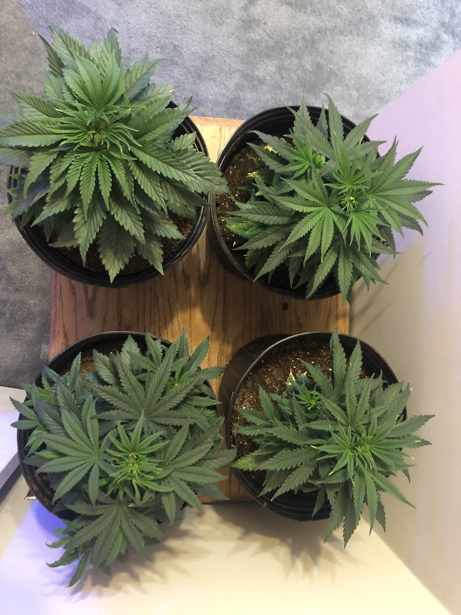 JenniferJean03's tweet photo. Another update on my ladies, because let’s face it, I’m obsessed! Grow babies grow! I actually had to stand on a stool to get them all in the same picture 😅 https://t.co/bfi5i5pXDM