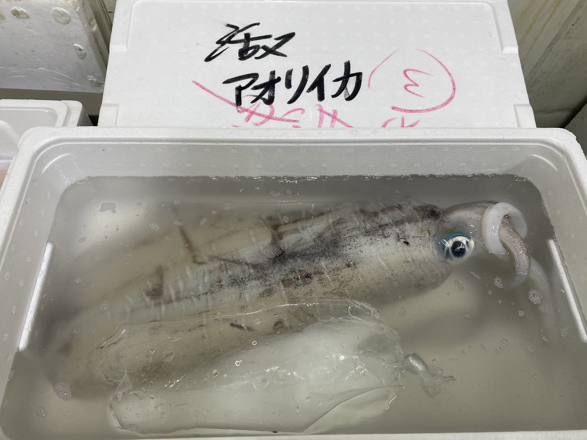 キタニ水産 イカの王様アオリイカと白イカ スミイカ スルメ ヤリイカ 赤イカ いろいろありますが 白イカが1番うまいと思うんだよな 意見 マジで違います T Co Ucubu9zoec Twitter