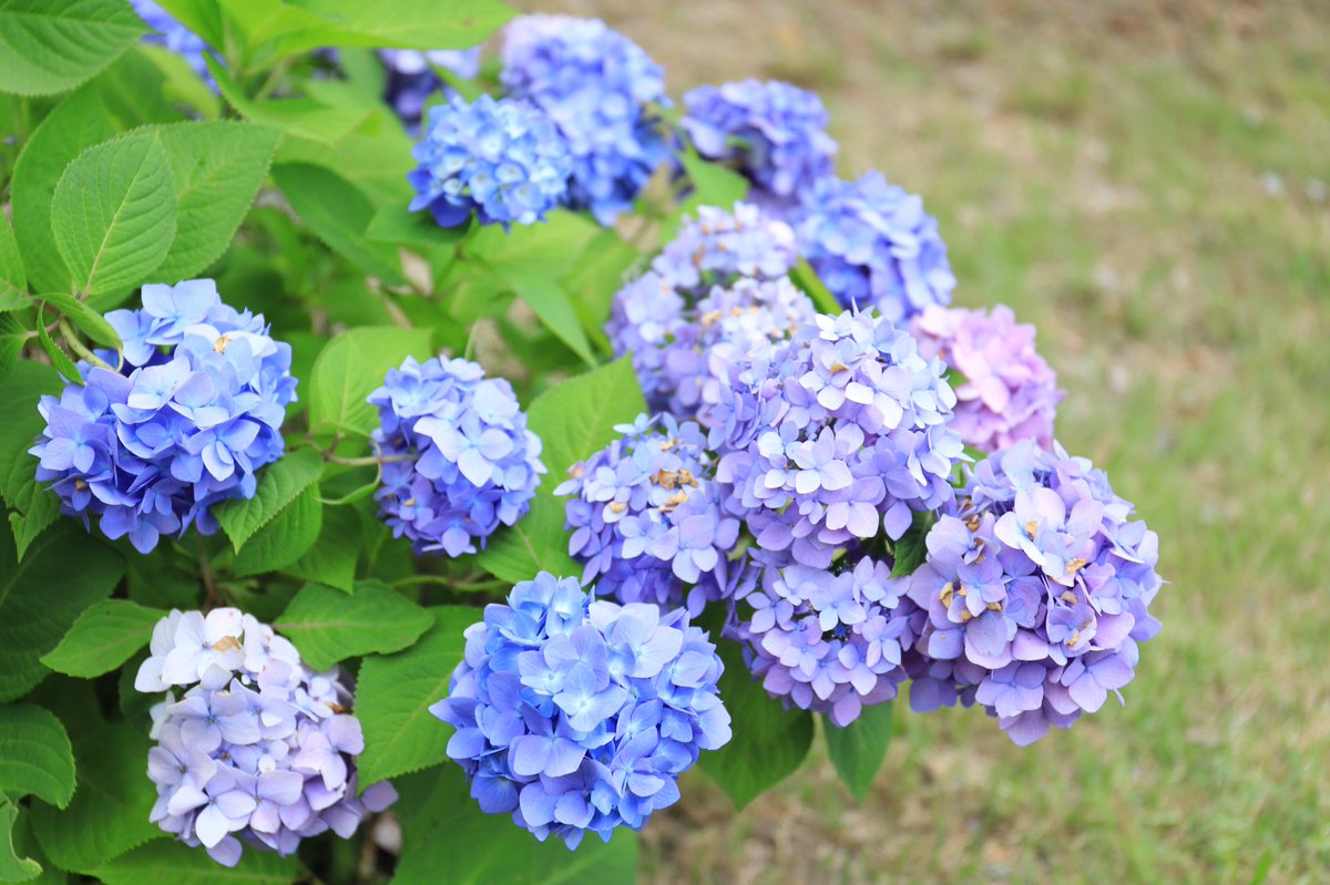usk_89_315's tweet photo. 須磨離宮公園の花菖蒲園の片隅に咲いてる紫陽花は、今見頃の時期で尚且つひときわ美しく咲いてます🌺
また3枚目は、偶然にもハート型の紫陽花が咲いてました💚
#紫陽花
#アジサイ
#hydrangea
#japanesehydrangea https://t.co/DDe0npFbVW