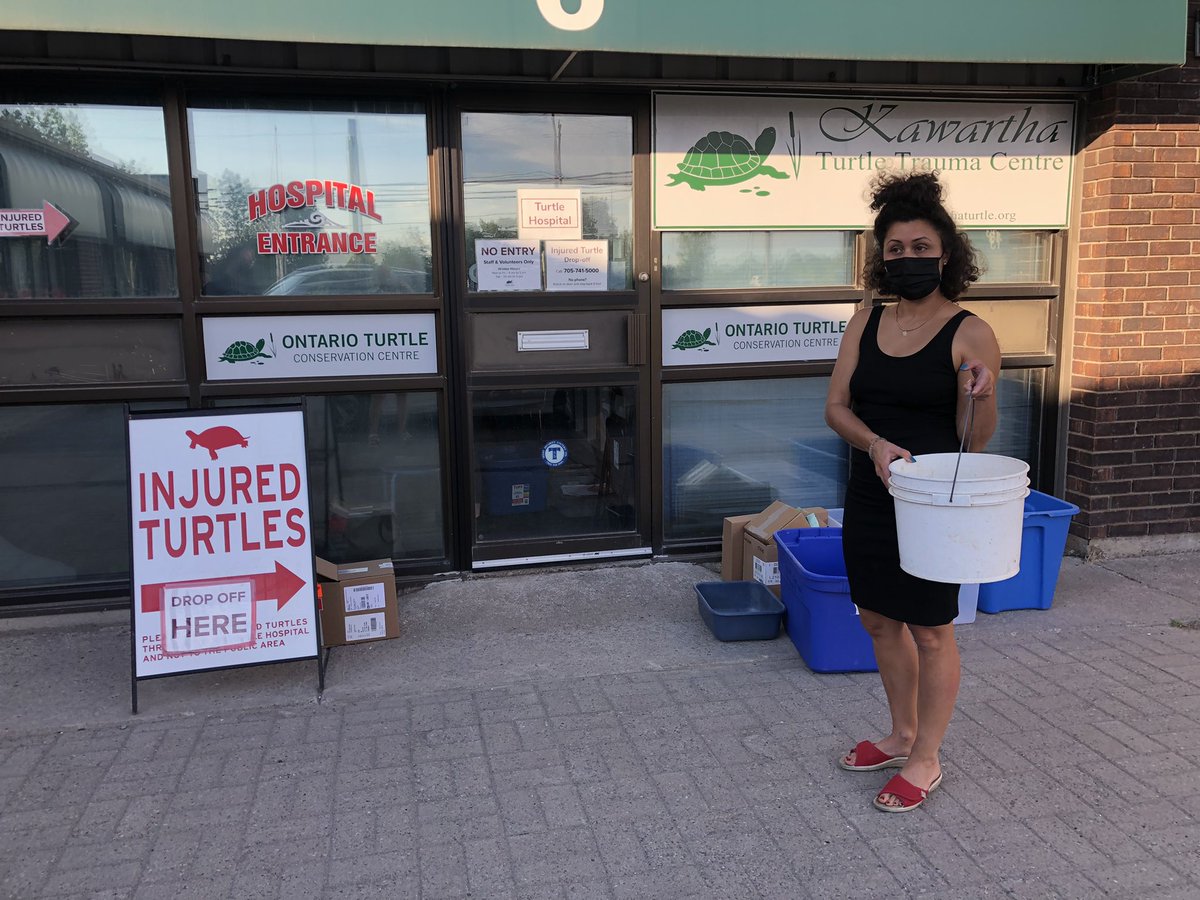 CurlsSarah's tweet photo. This evening I had to convince a man to cut the fishing string attached to a hook that a Painted Turtle was hanging from 🤦🏻‍♀️😳😤 @PortPerryMarina how many turtles are being hooked? The lack of awareness is concerning. @TwpofScugog @ScugogLakeStew @OntarioTurtleCC @PortPerryMarina https://t.co/n42ekJBLj7