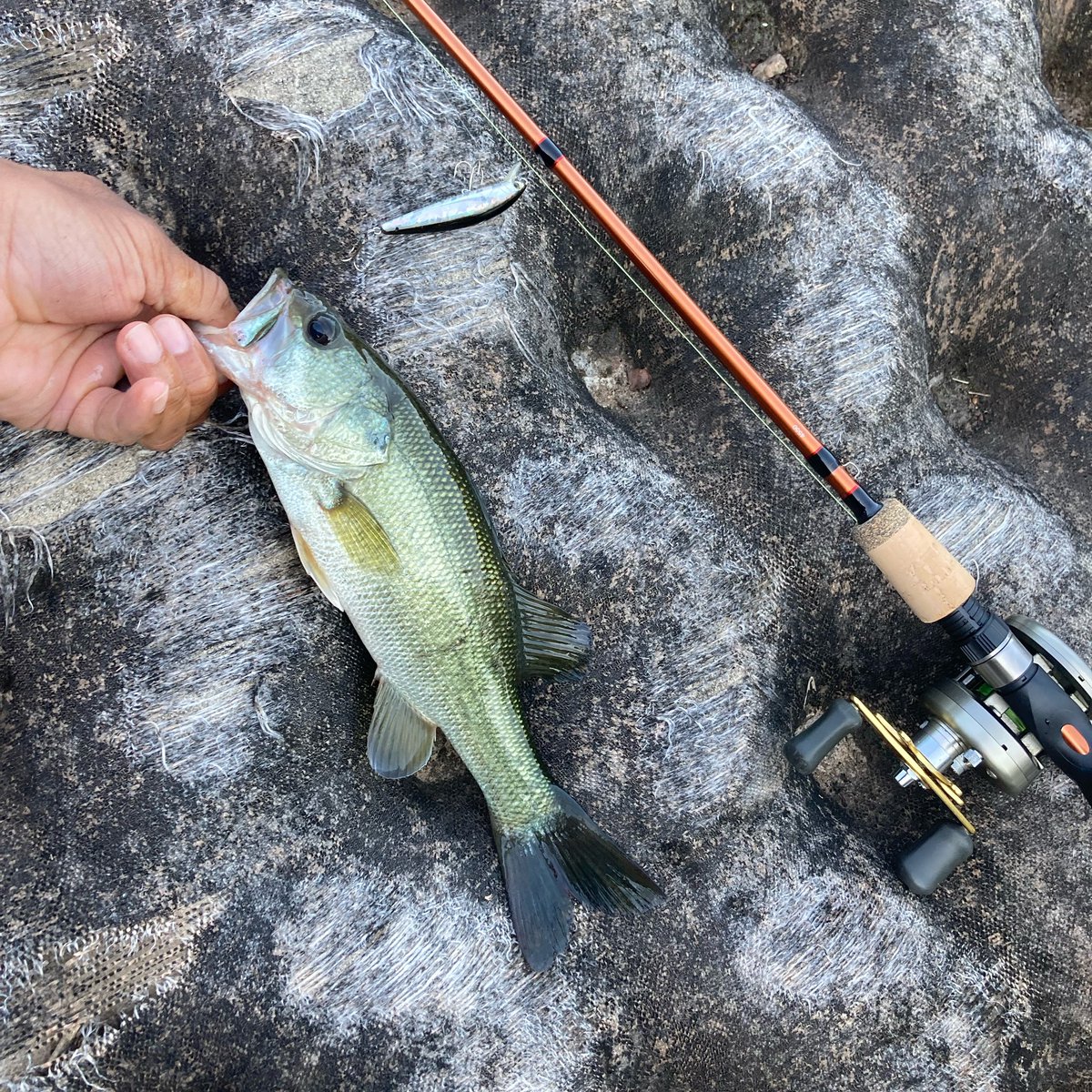 dmason390's tweet photo. Urban bass fishing. #bfsfishing #fishing https://t.co/pjNMO1i1ao