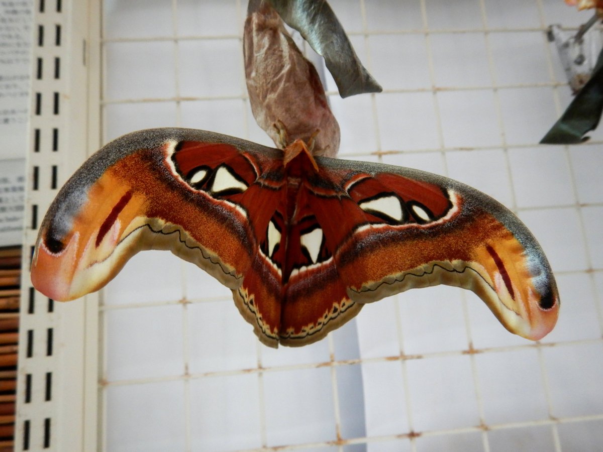 アヤミハビル館