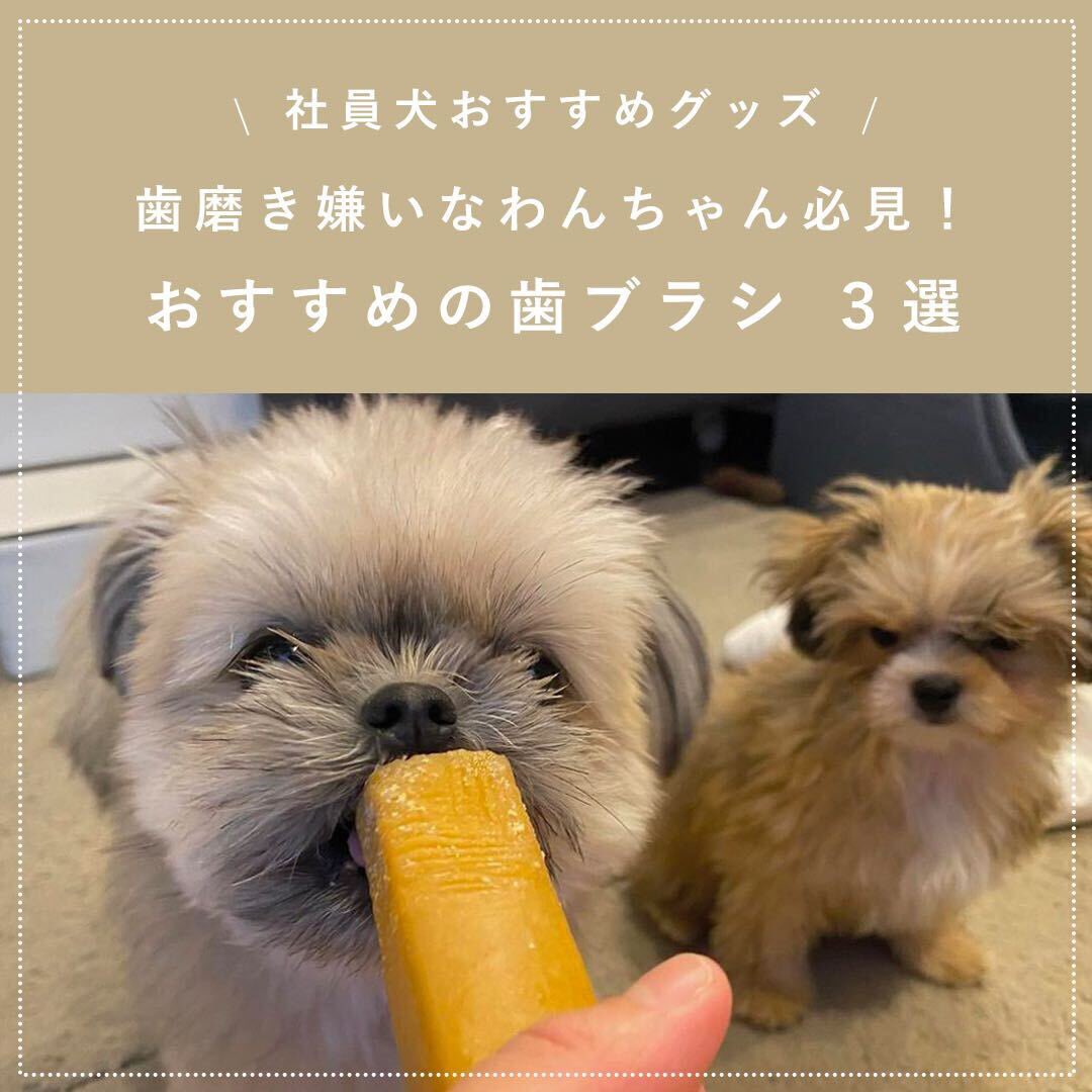 ココグルメ 獣医師監修手作りドッグフード 歯磨き嫌いなわんちゃん必見 社員犬おすすめの歯ブラシです 美味しいごはんを食べるためには健康な歯が必要 優しく丁寧に磨いてあげてくださいね 歯磨き 犬用歯ブラシ わんこの歯磨き