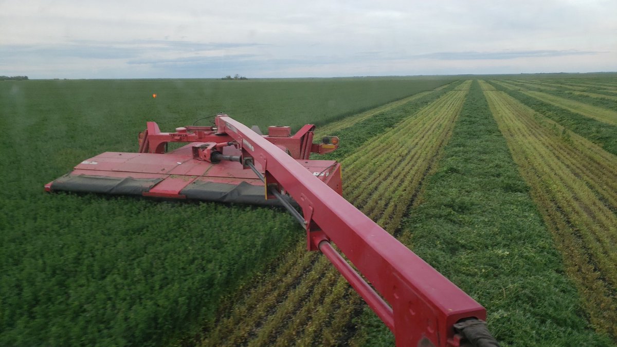 JerLussier's tweet photo. Fresh first cut alfalfa from the red river valley! DM if looking at buying 3x4 Square bales. Rt appreciated thabks in advance! #AgTwitter #alfalfa https://t.co/GjXQsWpato