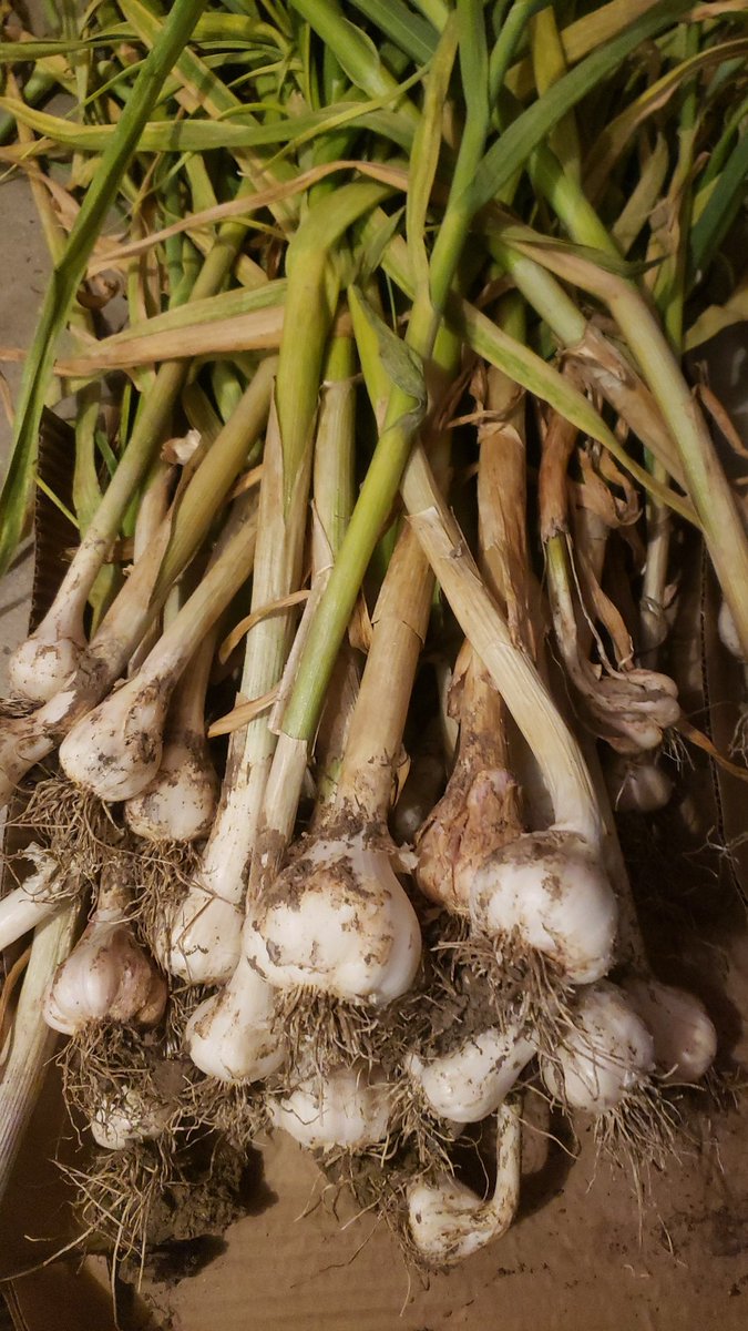 Want to add a little spice to your next meal?  We have some garlic bulbs available for purchasing at $1.50 per bulb.  If you're interested, you can respond to this post for your bulbs.